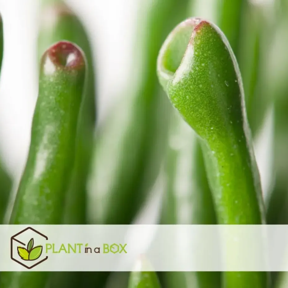 Jadeplant - Crassula ovata 'Hobbit' - Hoogte 45-50cm - ⌀23cm