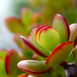 Jadeplant - Crassula ovata 'Sunset' - Hoogte 30-35cm - ⌀17cm