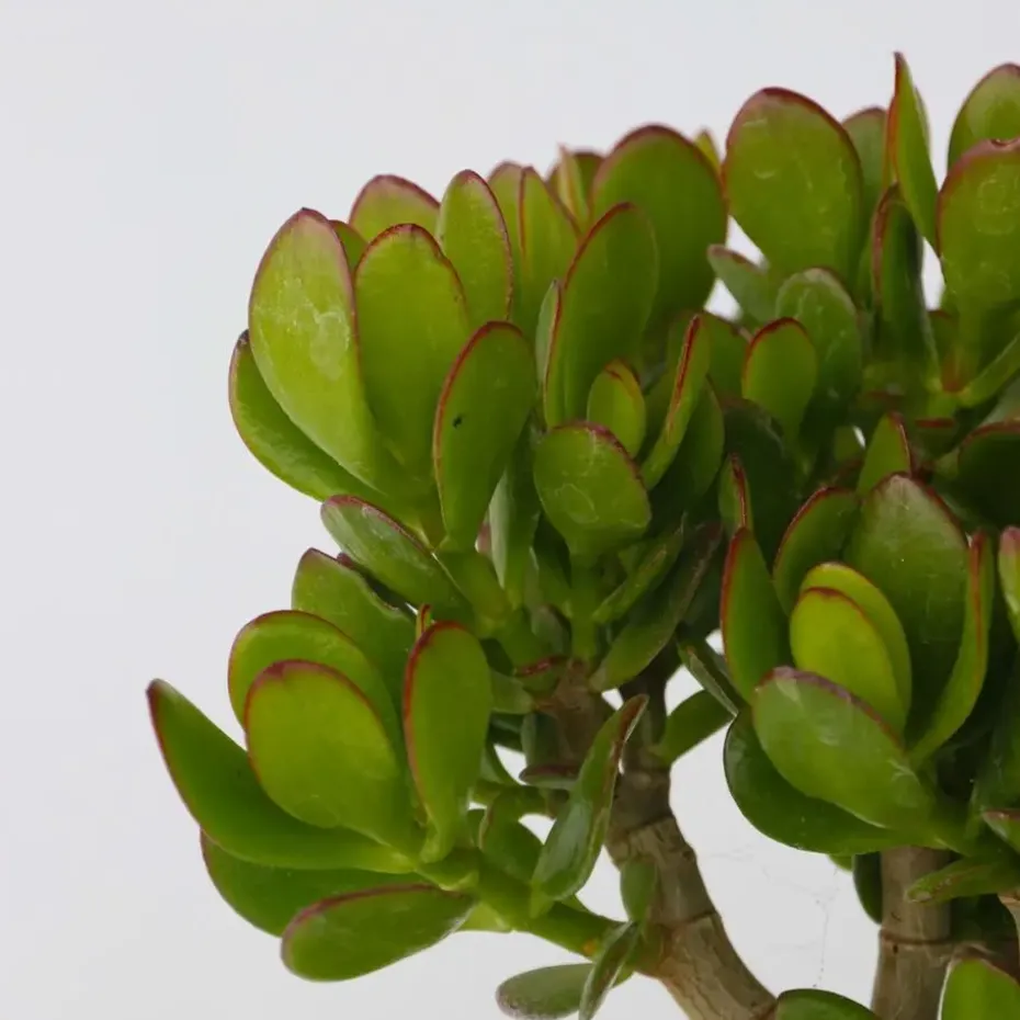 Jadeplant - Crassula ovata 'Minor' - Hoogte 30-35cm - ⌀17cm