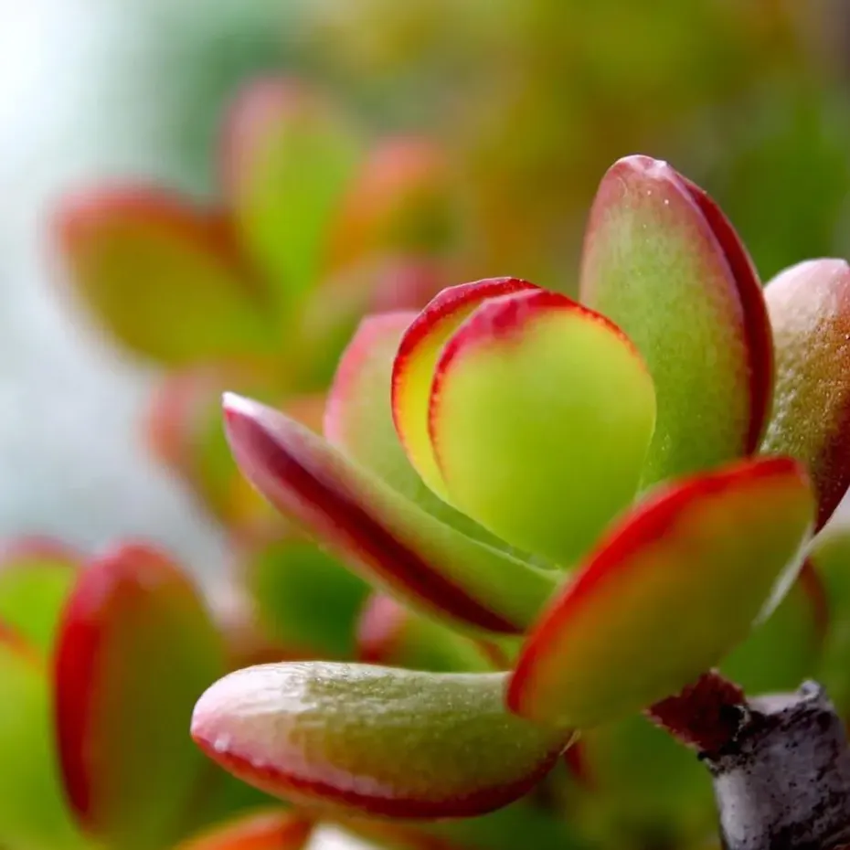 Jadeplant - Crassula ovata 'Sunset' - Hoogte 55-60cm - ⌀30cm