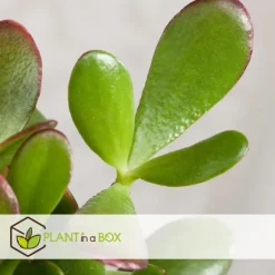 Jadeplant - Crassula ovata 'Sunset' - Hoogte 55-60cm - ⌀30cm