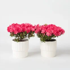 Japanse azalea - Set van 2 - Rhododendron 'Anouk' - Hoogte 25-40cm - ⌀17cm