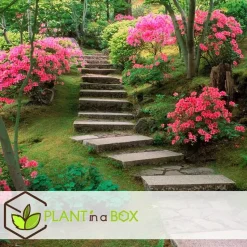 Japanse azalea - Set van 4 - Rhododendron 'Anouk' - Hoogte 25-40cm - ⌀17cm