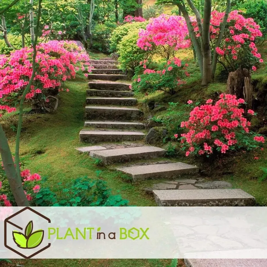 Japanse azalea - Set van 4 - Rhododendron 'Anouk' - Hoogte 25-40cm - ⌀17cm