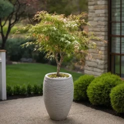 Japanse Esdoorn - Acer palmatum 'Ukigumo' - Hoogte 50-60cm - ⌀19cm