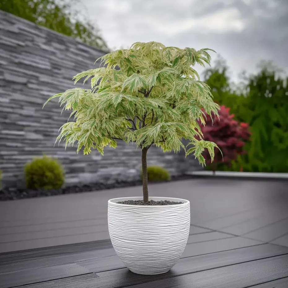 Japanse Esdoorn - Acer palmatum 'Ukigumo' - Hoogte 50-60cm - ⌀19cm