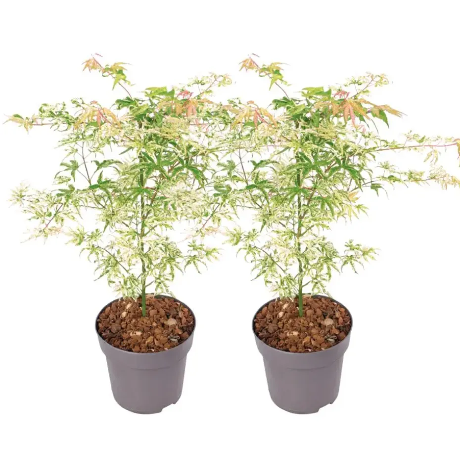 Japanse Esdoorn - Set van 2 - Acer palmatum 'Ukigumo' - Hoogte 50-60cm - ⌀19cm