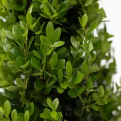 Japanse hulst - Set van 2 - Ilex crenata 'Jenny' - Hoogte 55-65cm - ⌀21cm