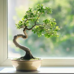 Japanse lep - Zelkova serrata - Hoogte 20-25cm - ⌀15cm