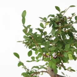 Japanse lep - Zelkova serrata - Hoogte 20-25cm - ⌀15cm