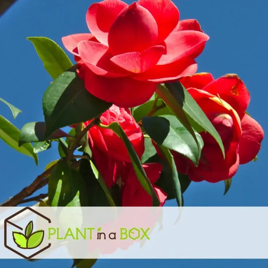 Japanse Roos - Camellia japonica 'Lady Campbell' - Hoogte 60-70cm - ⌀19cm