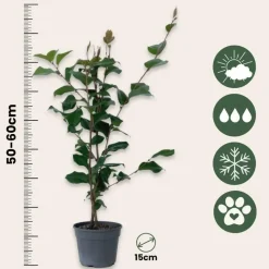 Japanse Roos - Camellia japonica 'Dr. King' - Hoogte 50-60cm - ⌀15cm