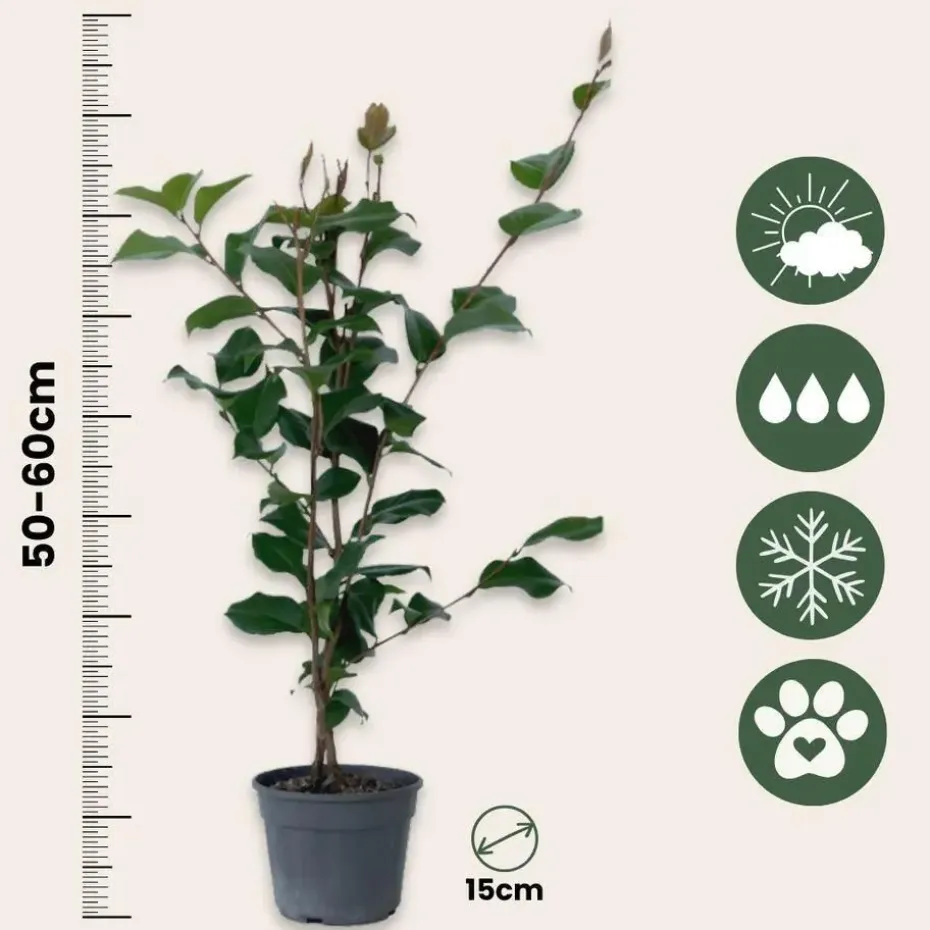 Japanse Roos - Camellia japonica 'Dr. King' - Hoogte 50-60cm - ⌀15cm