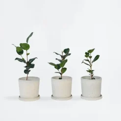 Japanse Roos - Set van 6 - Camellia japonica - Hoogte 25-40cm - ⌀9cm