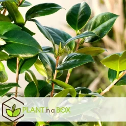 Japanse Roos - Set van 3 - Camellia 'Brush Field' - Hoogte 25-40cm - ⌀9cm