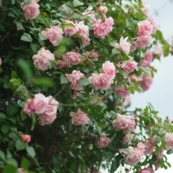 Japanse Roos - Set van 2 - Camellia 'Bonomiana' - Hoogte 50-60cm - ⌀15cm