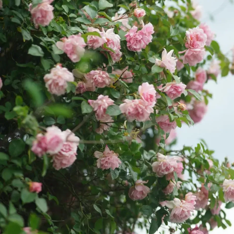 Japanse Roos - Set van 2 - Camellia 'Bonomiana' - Hoogte 50-60cm - ⌀15cm