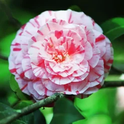 Japanse Roos - Set van 2 - Camellia 'Bonomiana' - Hoogte 50-60cm - ⌀15cm