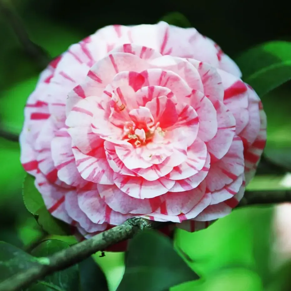 Japanse Roos - Set van 2 - Camellia 'Bonomiana' - Hoogte 50-60cm - ⌀15cm