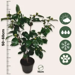 Japanse Roos - Set van 2 - Camellia 'Bonomiana' - Hoogte 50-60cm - ⌀15cm