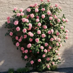 Japanse Roos - Set van 2 - Camellia 'Bonomiana' - Hoogte 50-60cm - ⌀15cm