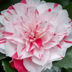 Japanse Roos - Set van 2 - Camellia 'Bonomiana' - Hoogte 50-60cm - ⌀15cm