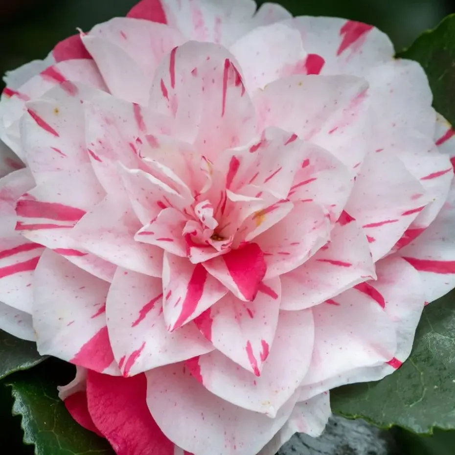 Japanse Roos - Set van 2 - Camellia 'Bonomiana' - Hoogte 50-60cm - ⌀15cm