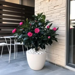 Japanse Roos - Set van 2 - Camellia japonica 'Dr. King' - Hoogte 50-60cm - ⌀15cm