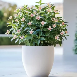 Jasmijn - Set van 6 - Jasminum 'Summer Scent' - Hoogte 25-40cm - ⌀9cm