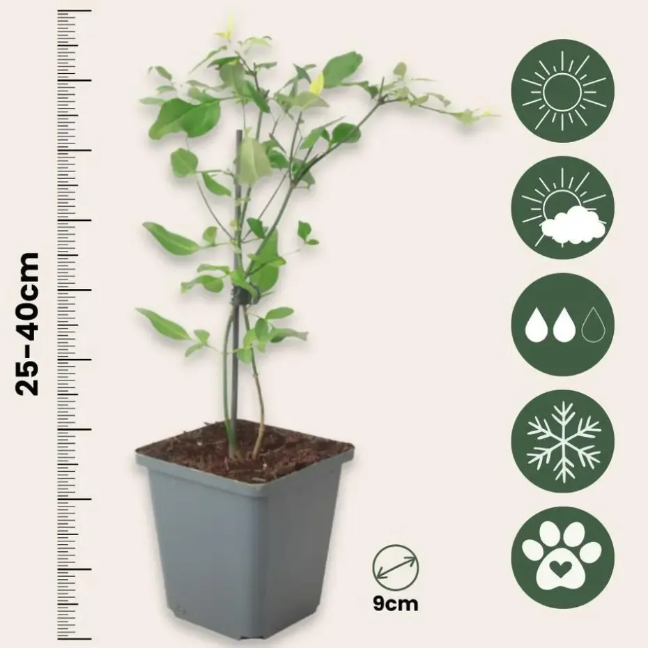 Jasmijn - Set van 6 - Jasminum 'Summer Scent' - Hoogte 25-40cm - ⌀9cm