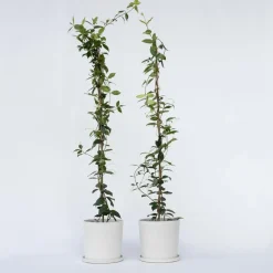 Jasmijn - Set van 8 - Trachelospermum jasminoides - Hoogte 110-120cm - ⌀17cm