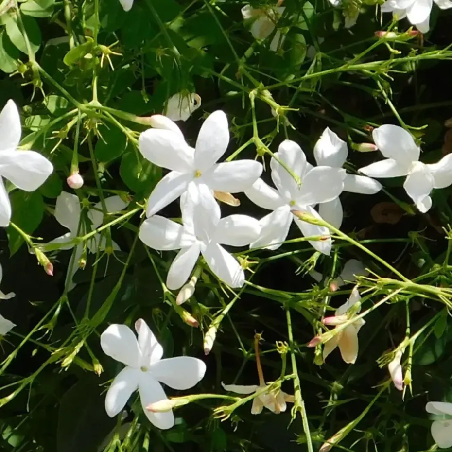 Jasmijn - Set van 8 - Trachelospermum jasminoides - Hoogte 110-120cm - ⌀17cm