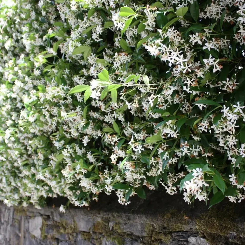 Jasmijn - Set van 3 - Trachelospermum jasminoides - Hoogte 25-40cm - ⌀9cm