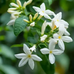 Jasmijn - Set van 2 - Trachelospermum jasminoides - Hoogte 110-120cm - ⌀17cm