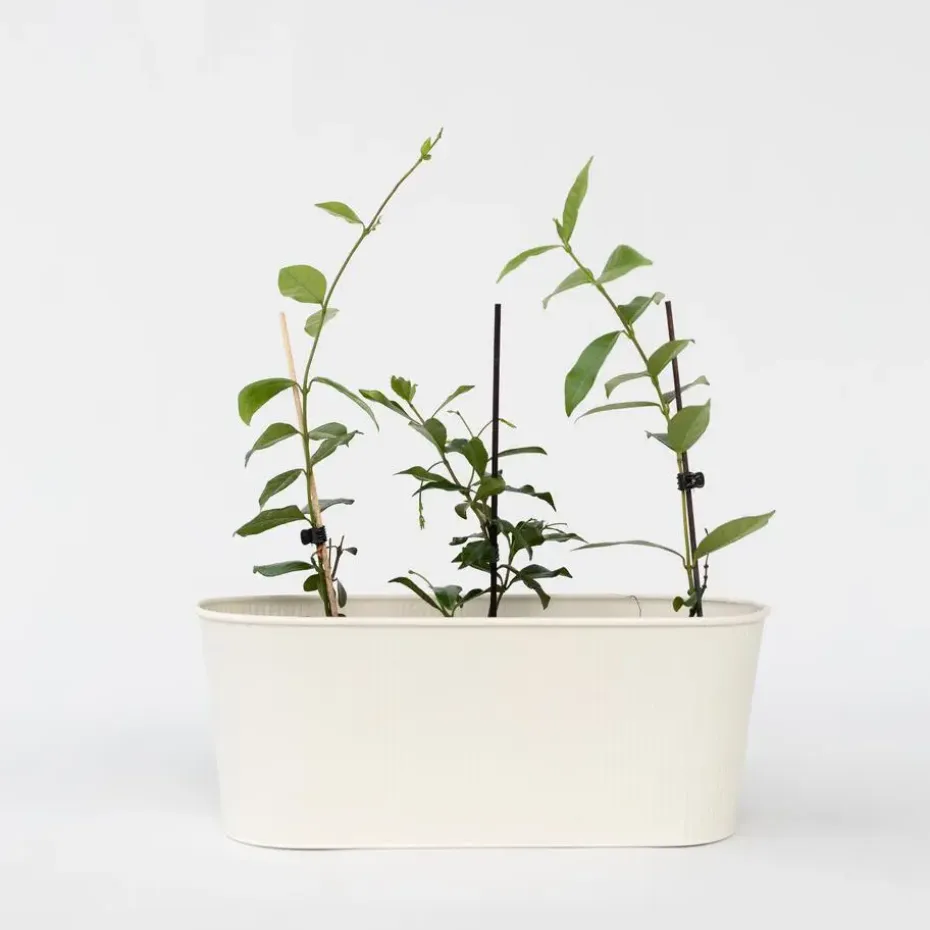 Jasmijn - Set van 3 - Trachelospermum jasminoides - Hoogte 25-40cm - ⌀9cm