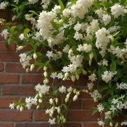 Jasmijn - Trachelospermum jasminoides - Hoogte 110-120cm - ⌀17cm
