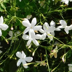 Jasmijn - Trachelospermum jasminoides - Hoogte 110-120cm - ⌀17cm