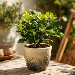 Kaapse jasmijn - Set van 2 - Gardenia jasminoides - Hoogte 20-30cm - ⌀13cm