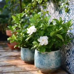Kaapse jasmijn - Set van 2 - Gardenia jasminoides - Hoogte 20-30cm - ⌀13cm