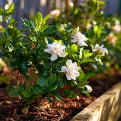 Kaapse jasmijn - Set van 2 - Gardenia jasminoides - Hoogte 20-30cm - ⌀13cm