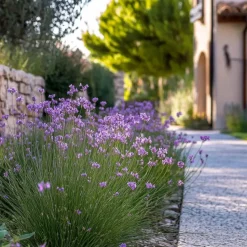 Kaapse knoflook - Set van 3 - Tulbaghia violacea - Hoogte 15-25cm - ⌀9cm