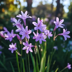 Kaapse knoflook - Set van 3 - Tulbaghia violacea - Hoogte 15-25cm - ⌀9cm