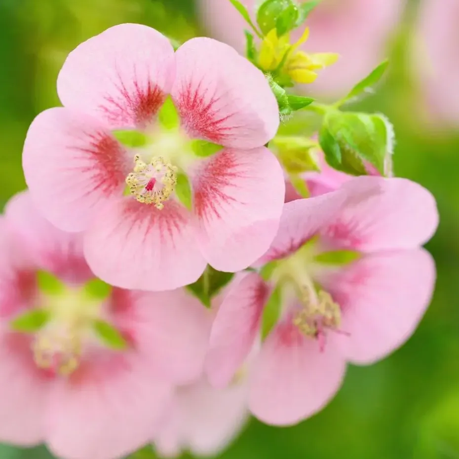 Kaapse malva - Set van 3 - Anisodontea capensis El Rayo - Hoogte 25-40cm - ⌀9cm