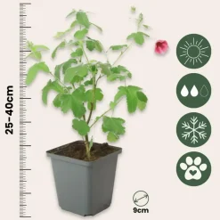 Kaapse malva - Set van 3 - Anisodontea capensis El Rayo - Hoogte 25-40cm - ⌀9cm