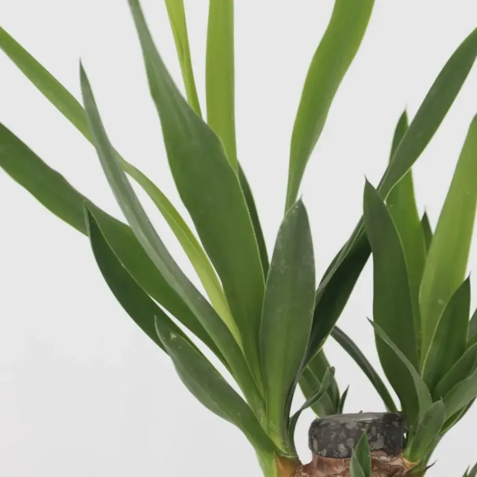 Kamerpalmen - Set van 3 - Mini Indoor Palm Mix - Hoogte 25-40cm - ⌀12cm