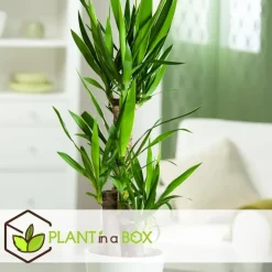 Kamerpalmen - Set van 3 - Mini Indoor Palm Mix - Hoogte 25-40cm - ⌀12cm
