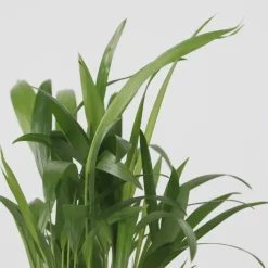 Kamerpalmen - Set van 3 - Mini Indoor Palm Mix - Hoogte 25-40cm - ⌀12cm