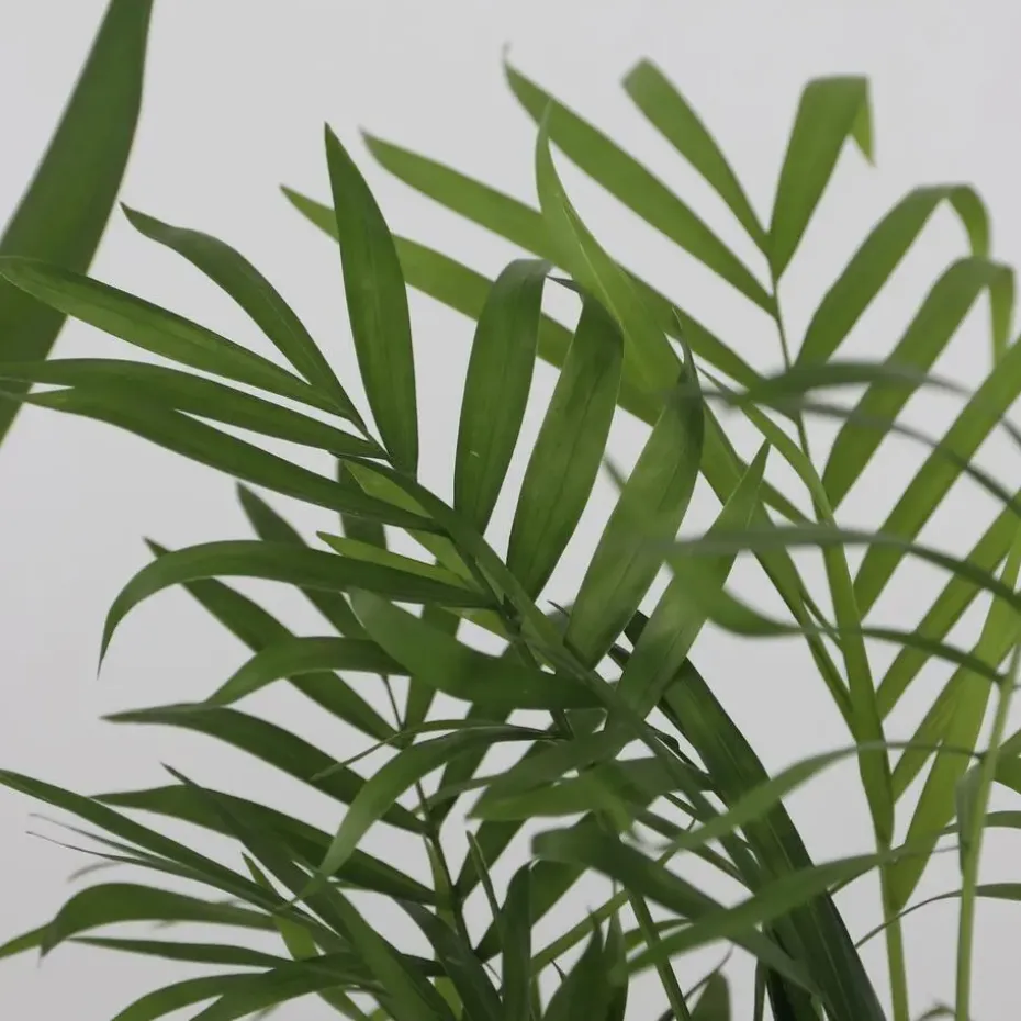 Kamerpalmen - Set van 3 - Mini Indoor Palm Mix - Hoogte 25-40cm - ⌀12cm