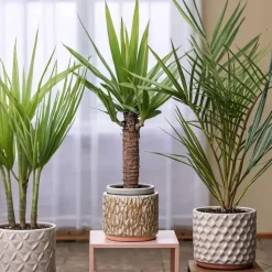 Kamerpalmen met plantenvoeding - Set van 6 - Hoogte 50-70cm - ⌀14cm
