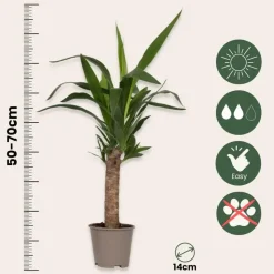 Kamerpalmen met plantenvoeding - Set van 6 - Hoogte 50-70cm - ⌀14cm